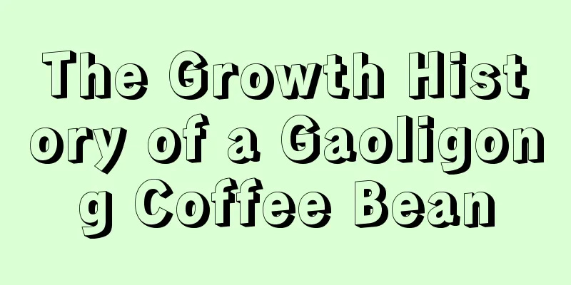 The Growth History of a Gaoligong Coffee Bean