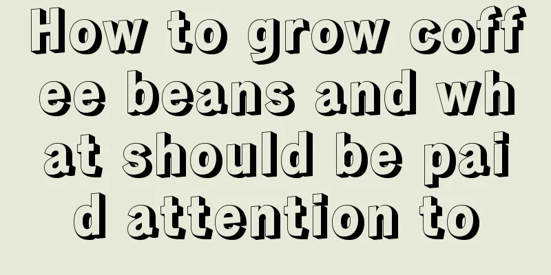 How to grow coffee beans and what should be paid attention to