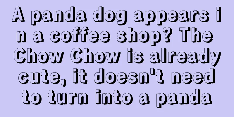 A panda dog appears in a coffee shop? The Chow Chow is already cute, it doesn't need to turn into a panda