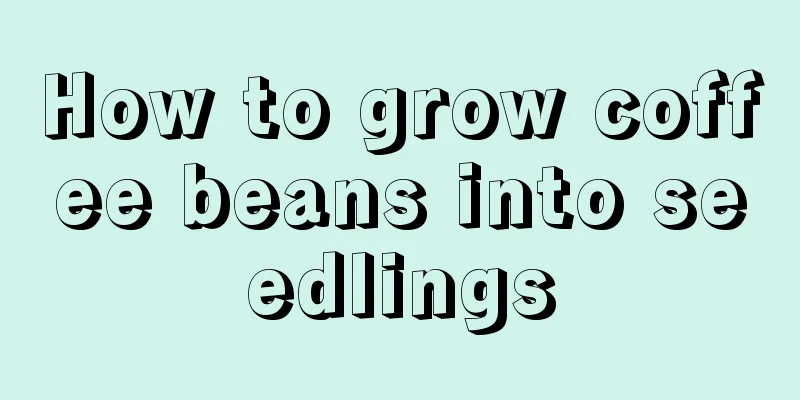 How to grow coffee beans into seedlings