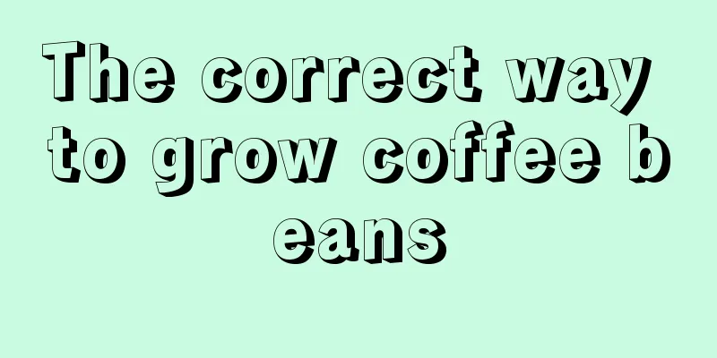 The correct way to grow coffee beans