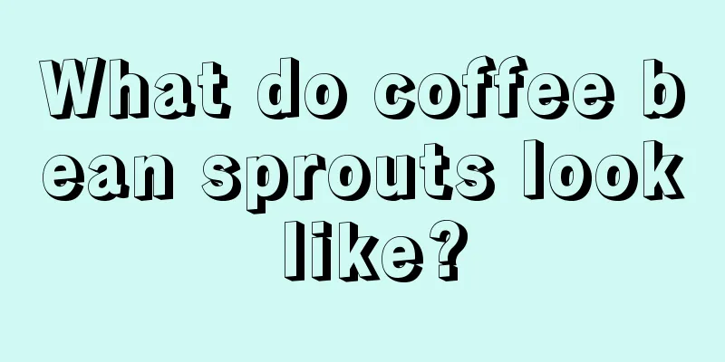 What do coffee bean sprouts look like?