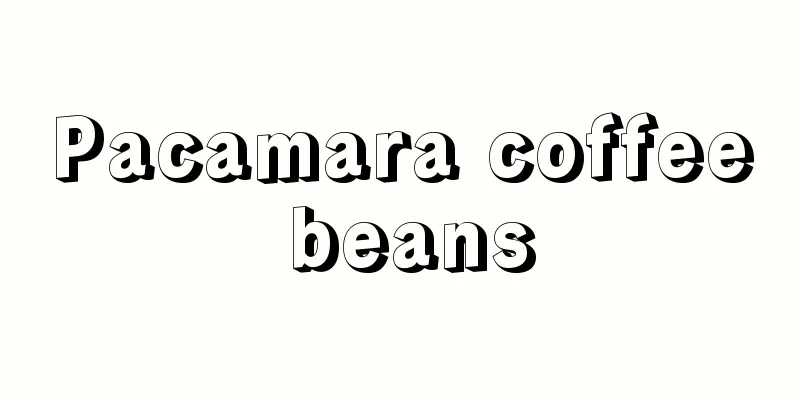 Pacamara coffee beans