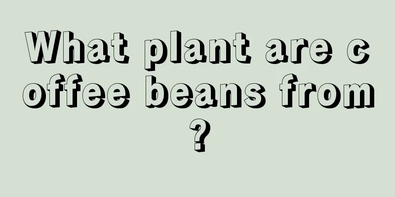 What plant are coffee beans from?