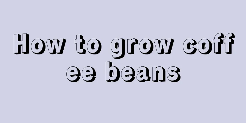 How to grow coffee beans