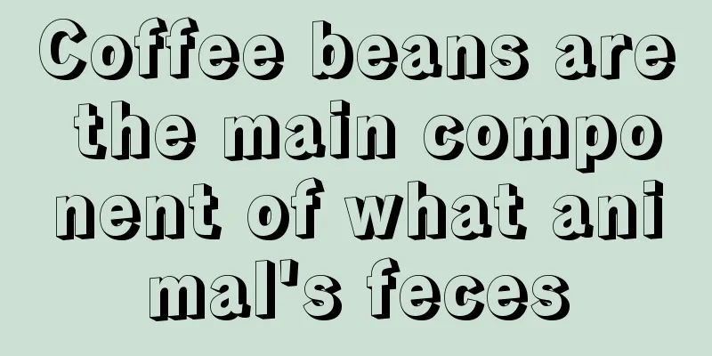 Coffee beans are the main component of what animal's feces