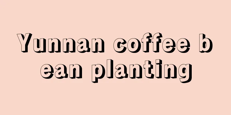 Yunnan coffee bean planting