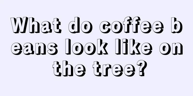 What do coffee beans look like on the tree?