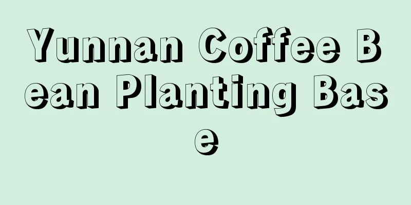 Yunnan Coffee Bean Planting Base