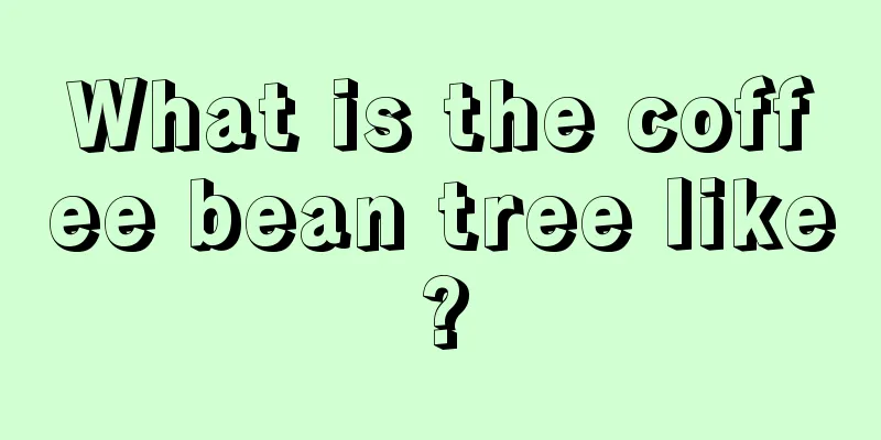 What is the coffee bean tree like?