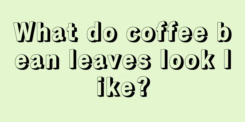 What do coffee bean leaves look like?