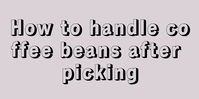 How to handle coffee beans after picking