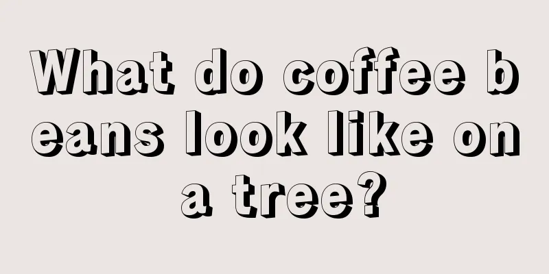 What do coffee beans look like on a tree?