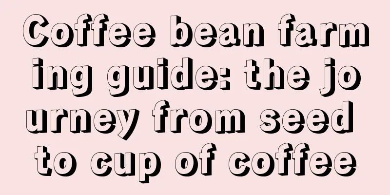 Coffee bean farming guide: the journey from seed to cup of coffee