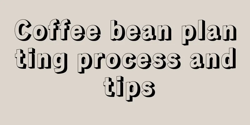 Coffee bean planting process and tips