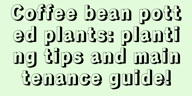 Coffee bean potted plants: planting tips and maintenance guide!