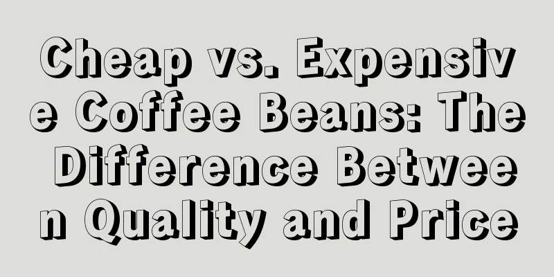 Cheap vs. Expensive Coffee Beans: The Difference Between Quality and Price