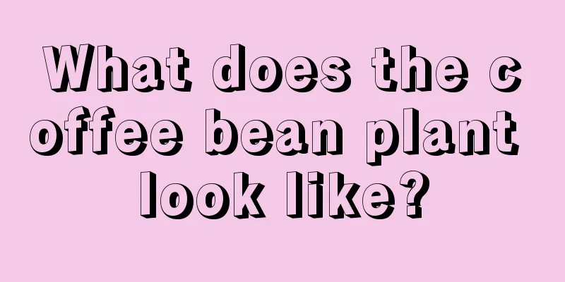 What does the coffee bean plant look like?