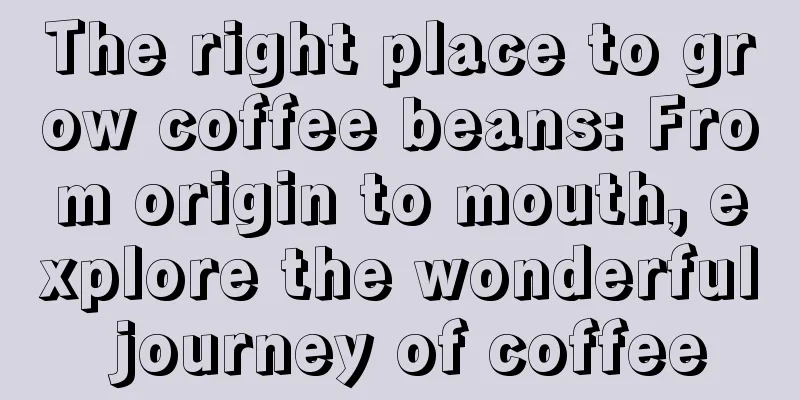 The right place to grow coffee beans: From origin to mouth, explore the wonderful journey of coffee