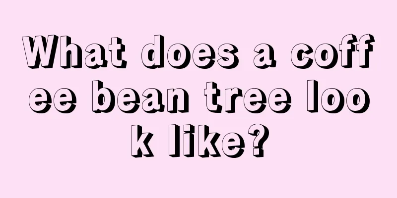 What does a coffee bean tree look like?