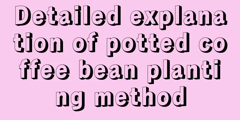 Detailed explanation of potted coffee bean planting method