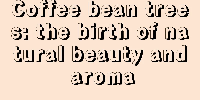 Coffee bean trees: the birth of natural beauty and aroma