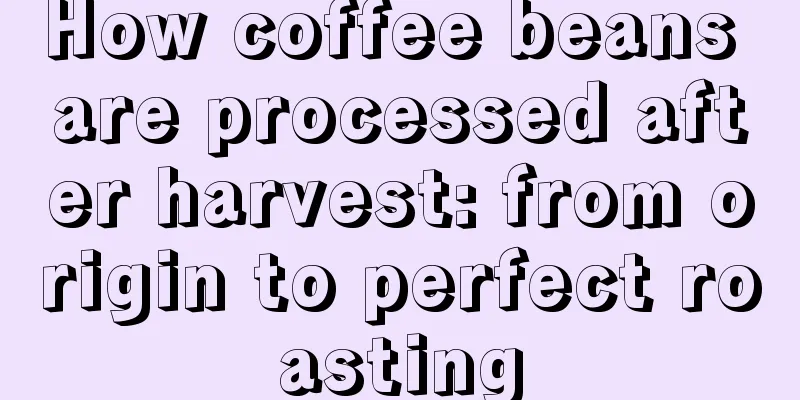 How coffee beans are processed after harvest: from origin to perfect roasting