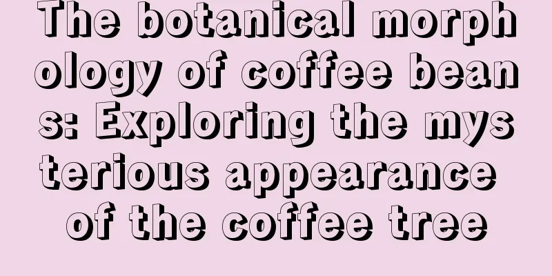 The botanical morphology of coffee beans: Exploring the mysterious appearance of the coffee tree