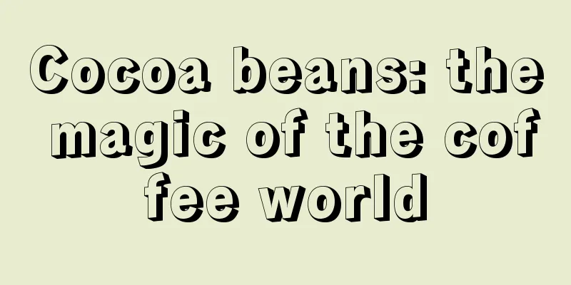 Cocoa beans: the magic of the coffee world