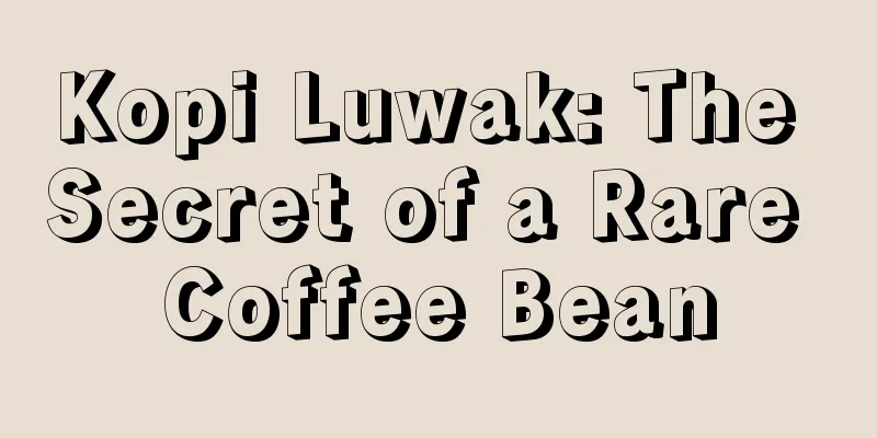 Kopi Luwak: The Secret of a Rare Coffee Bean