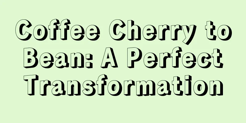 Coffee Cherry to Bean: A Perfect Transformation