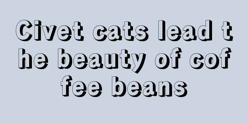 Civet cats lead the beauty of coffee beans