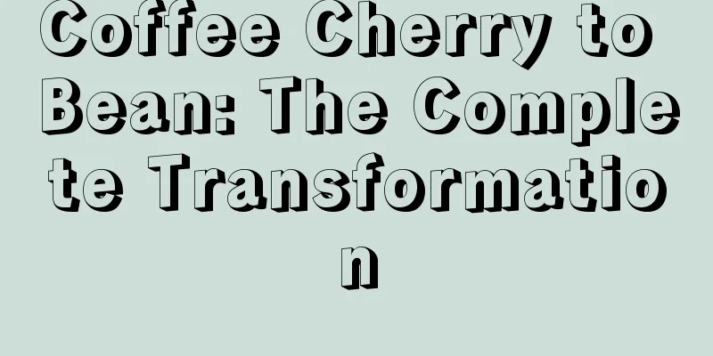 Coffee Cherry to Bean: The Complete Transformation