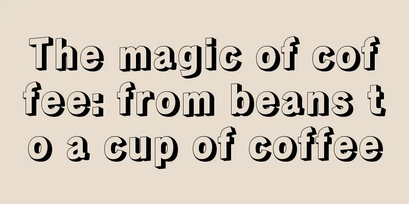 The magic of coffee: from beans to a cup of coffee