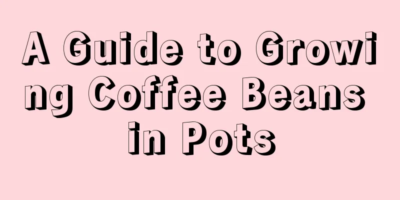 A Guide to Growing Coffee Beans in Pots