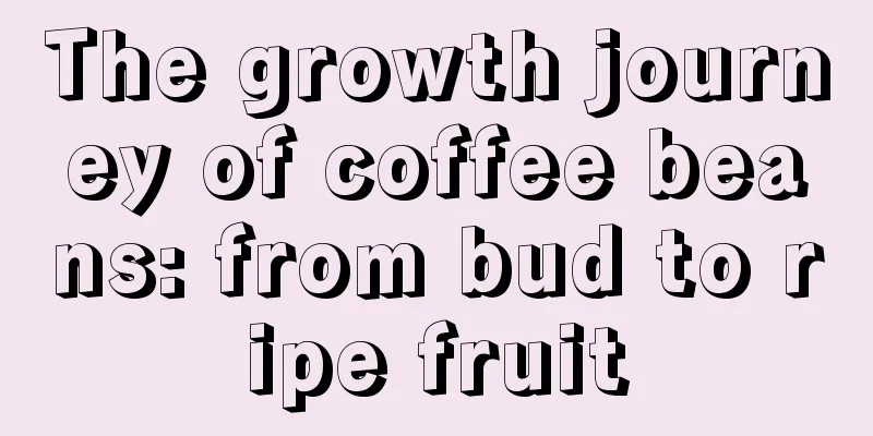 The growth journey of coffee beans: from bud to ripe fruit