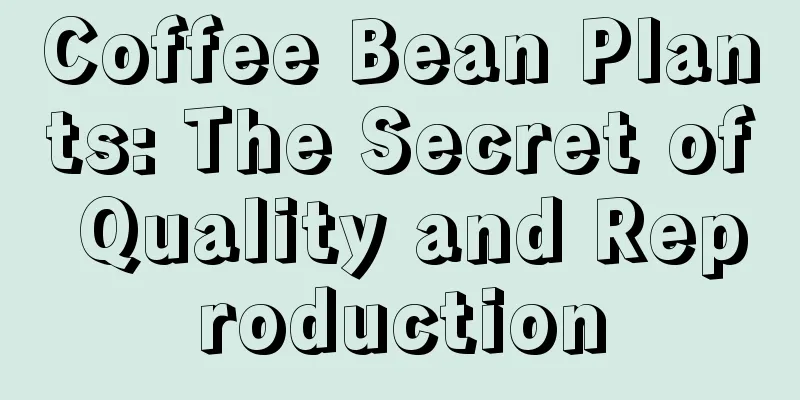 Coffee Bean Plants: The Secret of Quality and Reproduction