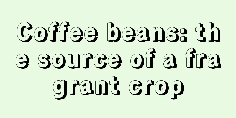 Coffee beans: the source of a fragrant crop