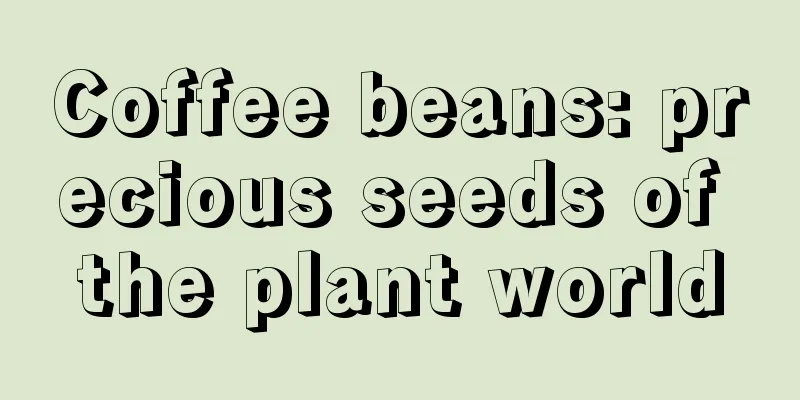 Coffee beans: precious seeds of the plant world