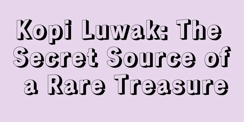 Kopi Luwak: The Secret Source of a Rare Treasure