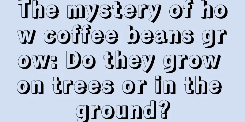 The mystery of how coffee beans grow: Do they grow on trees or in the ground?