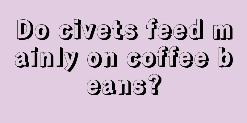 Do civets feed mainly on coffee beans?