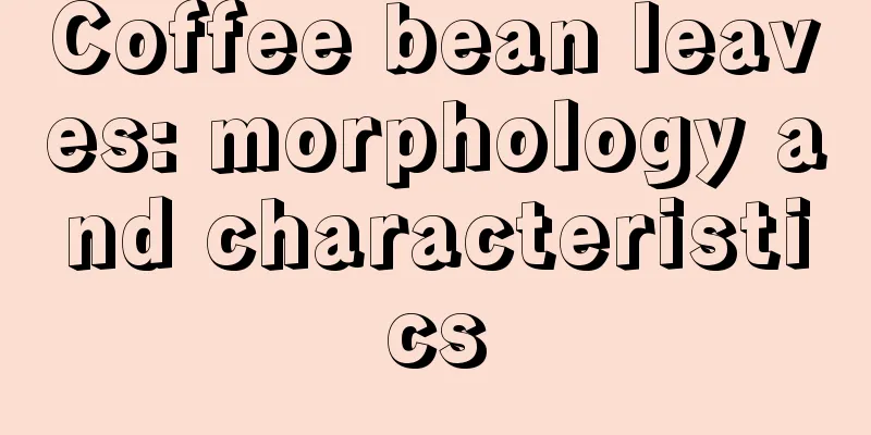 Coffee bean leaves: morphology and characteristics