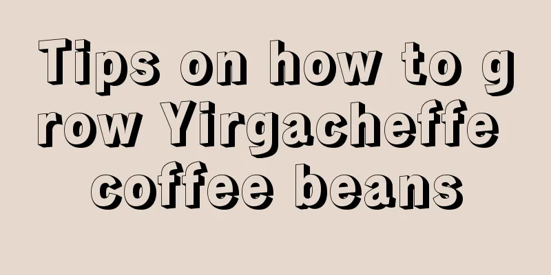 Tips on how to grow Yirgacheffe coffee beans