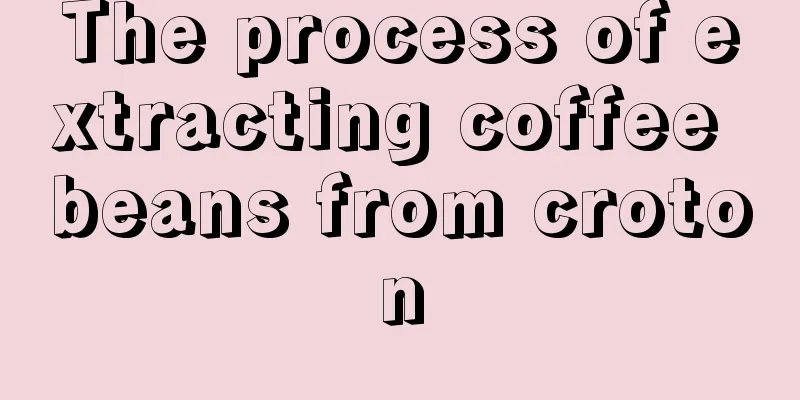 The process of extracting coffee beans from croton