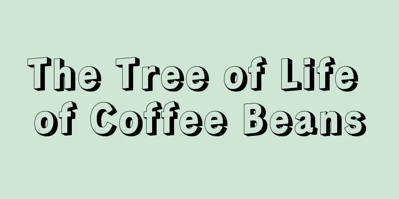 The Tree of Life of Coffee Beans