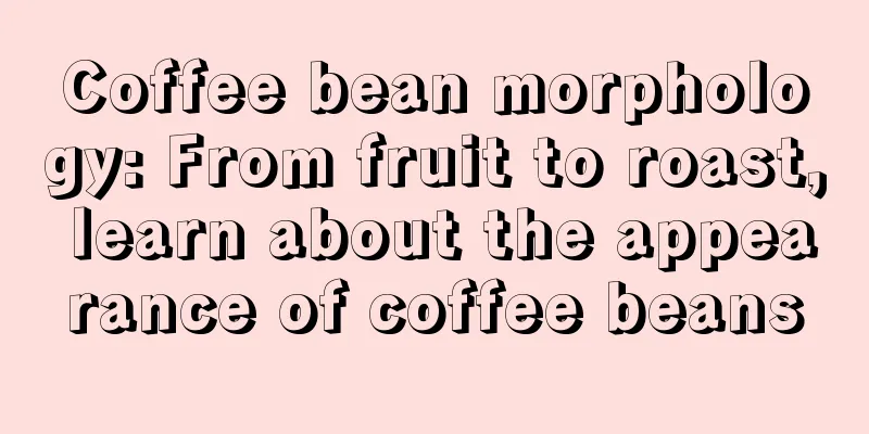 Coffee bean morphology: From fruit to roast, learn about the appearance of coffee beans