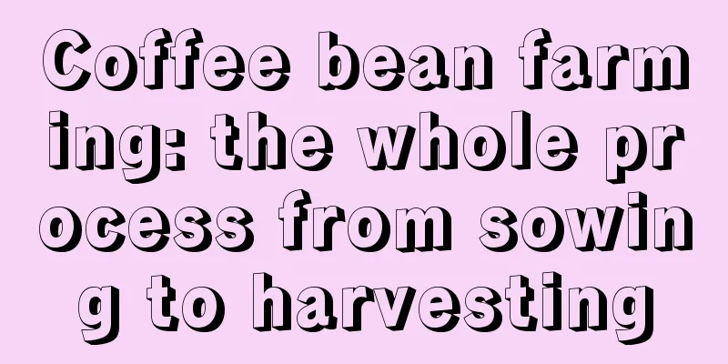 Coffee bean farming: the whole process from sowing to harvesting