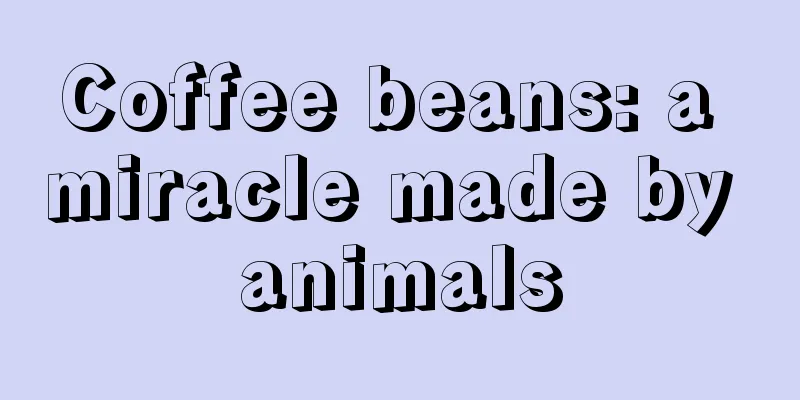 Coffee beans: a miracle made by animals