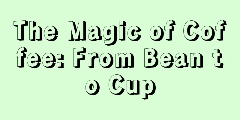 The Magic of Coffee: From Bean to Cup